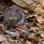 quels produits efficaces pour lutter contre les rats à la maison ?