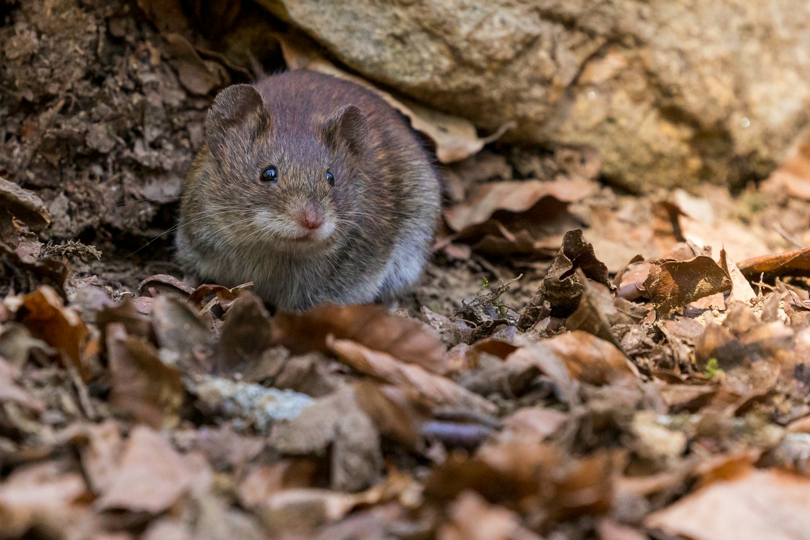 quels produits efficaces pour lutter contre les rats à la maison ?