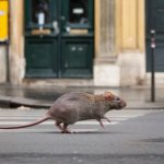 Comment se débarrasser des rats : la dératisation à Paris 1