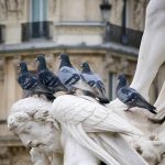 Pigeons à Paris : quels risques pour la santé et comment s'en protéger ?